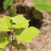 Vitis vinifera L.